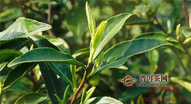 福鼎白茶的树种是什么树种？“华茶1号”和“华茶2号”最著名