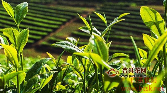 福鼎白茶的树种，常见的有福鼎大白茶、福鼎大毫茶等