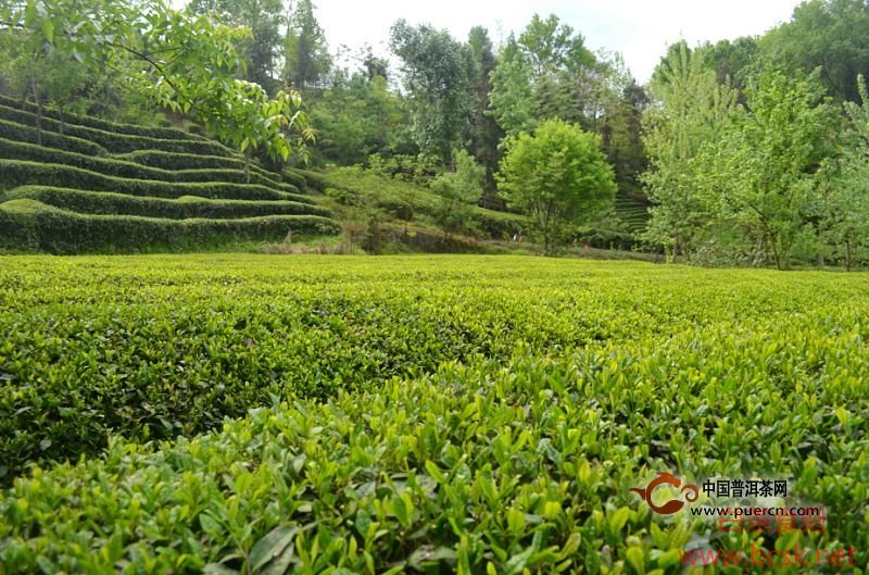 福鼎白茶种植技术