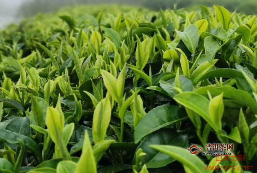 红茶白茶绿茶功效之三大茶类的功效区别