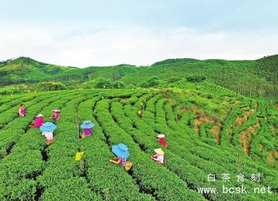 ​港南区木格镇大力发展富硒生态茶种植
