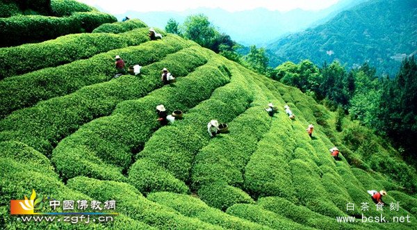 国际禅茶文化节11月举行 促两岸茶文化交流