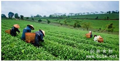 茶产业转型升级风口，茶品汇引领行业“新零售”变革