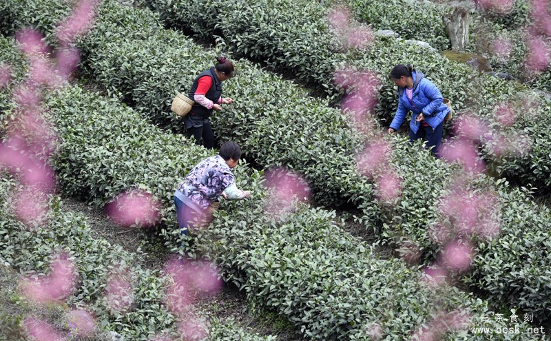 3月31日，甘肃省陇南市文县碧口镇水蒿坪村茶农在采摘明前茶。