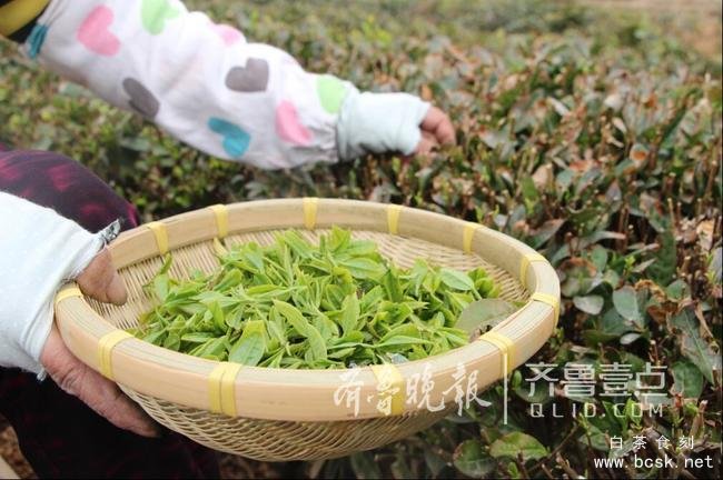 即墨头茬大田春茶采摘，干茶每斤3000元左右