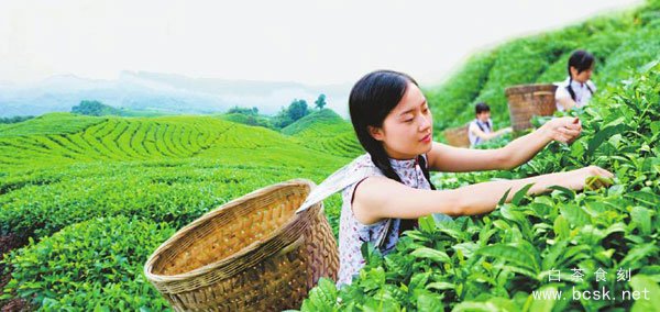 天府龙芽海外订单首次破亿 川茶集团给出5组密码